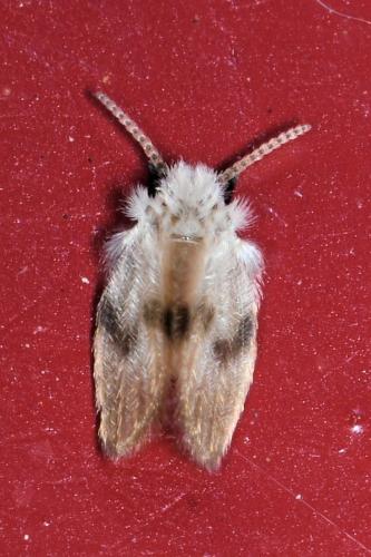 Psychoda surcoufi